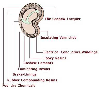 Cashew De-Oiled Cake