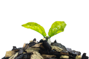 Astillas Steamax premium biomass blend made of cashew deoiled shell and wood chips